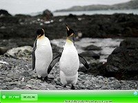 SSSG - Penguins