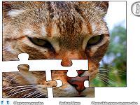 Jigsaw: Closeup Cat