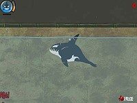 Killer Whale
